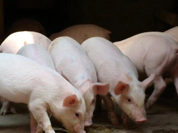 總是死豬咋回事？