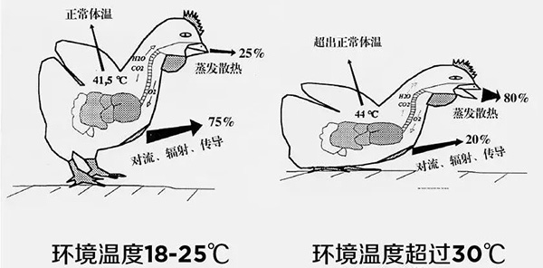 《夏日炎炎，如何為動(dòng)物防暑、降溫》